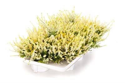 13er Beauty Ladies Anouk